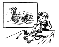 A boy is dissecting a bird